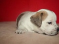 Jack Russell Puppies
