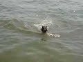 My Mini Schnauzer first time at dog beach