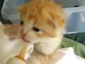 Hongerige kittens