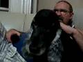 Cachorro Lamendo