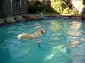 dog-paddle-style-competition.html
