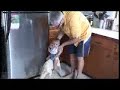 Willow Breadner Antigua Goat Jockey