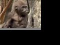 Baby Gorillas (by TagTooga.com)