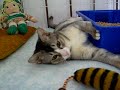 Shadow (1st January 2006) - clip I
