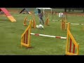 Cas - Dog Agility Wins