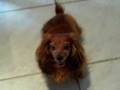 Hund