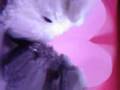 Assistir ao v�deo