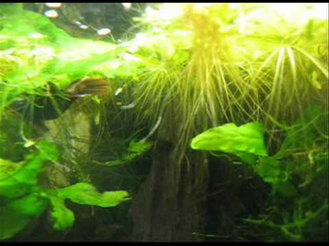 Siamenis.de - Betta imbellis - Lebensraum in der Natur, Futter, Haltung und Zucht von Betta imbellis