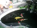 Koi Pond fish feeding Koi Pond fish feeding