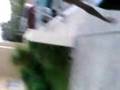 videos de Laquan And Lion
