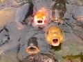 Carp is a symbol of a successful career,fighting for foods.