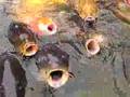Japanese Carps for survival