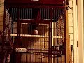 Macaw Whistling