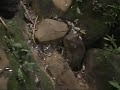 Traveling up the Urauchi River 7/8