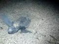 nAcEn ToRtUgAs nAcEn ToRtUgAs