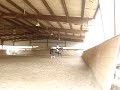 Dressage with Vindaris! Tempi!