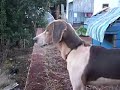 Ver vídeo