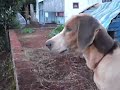Ver vídeo