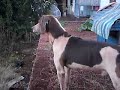 Ver vídeo