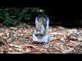 Golden Gate Park squirrel eating walnut shot with Canon 7D