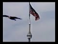 ACTRA - Hinterland What\