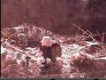 Awesome Fly-ins by K-81 and K-82 coming to feed their eaglet
