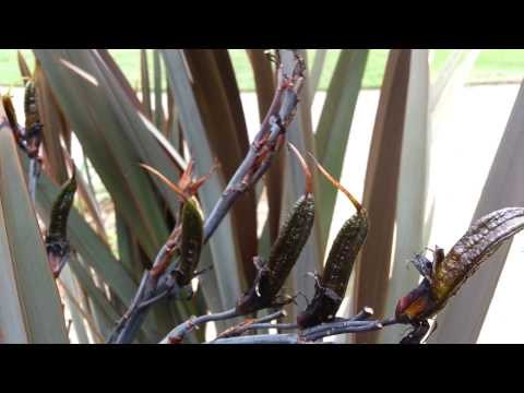 how to transplant gymea lily