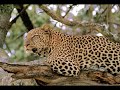 Whackhead has leopard problems