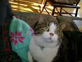chat dr�le