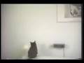 chat drôle