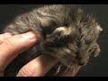 kitty-nano.html