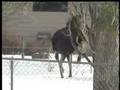 Moose on the loose in Spokane Valley