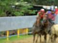 videos de coleo valencia
