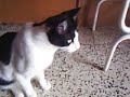Tele-CaT