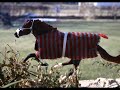 My New Breyer Pictures //Contest Video//