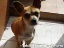 Cachorros 2
