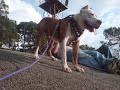 pit bull. rufo