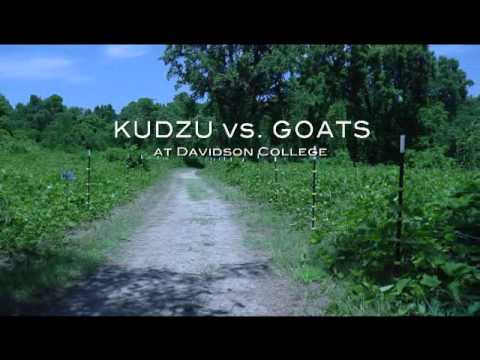 how to grow kudzu