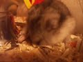 Mr. Hamster Performs Autofellatio Mr. Hamster Performs Autofellatio