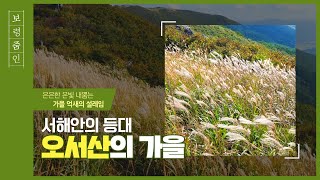 보령줌인 | 서해안의 등대, 억새 가득한 가을 보령 오서산