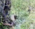 MaNiSaL� NinJa MuRaT Av K�peK NinJa Manisa Hayvan Doga kedi Hayvan manisal� muray yaban tv av hayvan yaban tv do�a k�pek tav�an k�pek pitbuLL avc� k�pek siLahLar t�fekLer