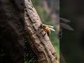 BEE POLLINATING CLOSE-UP IN 8K ULTRA HD NATUR ..
