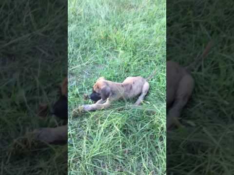 Puppies playing in the tall grass