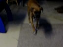 boxer dog princess and cat badger playing