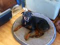 Rottweiler singing to saxaphone