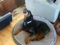 Rottweiler singing to saxaphone