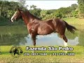 TV Mangalarga - Programa 7 e 13