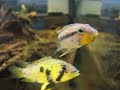 Apistogramma barlowi
