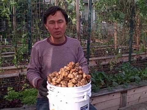how to harvest sunchokes
