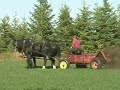 2007 Percherons spreading Manure 2007 Percherons spreading Manure